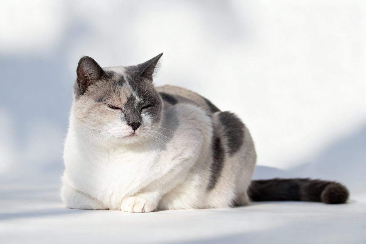 Мочекаменная болезнь у кошек – инновационные подходы, диагностика, профилактика и рекомендации Мочекаменная болезнь у кошек – инновационные подходы, диагностика, профилактика и рекомендации